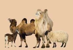 الخيول والأغنام والجمال
